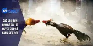 Các Loại Mồi Cho Gà Đá