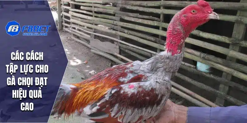Các cách tập lực cho gà chọi đạt hiệu quả cao