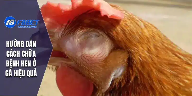 Hướng dẫn cách chữa bệnh hen ở gà hiệu quả