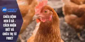 Chữa Bệnh Hen Ở Gà