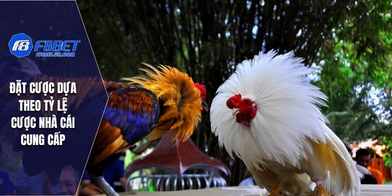 Đặt cược dựa theo tỷ lệ cược nhà cái cung cấp