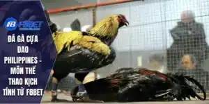 Đá Gà Cựa Dao Philippines