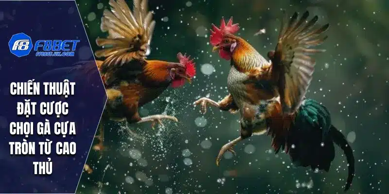 Chiến thuật đặt cược chọi gà cựa tròn từ cao thủ
