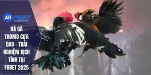 Đá Gà Thomo Cựa Dao