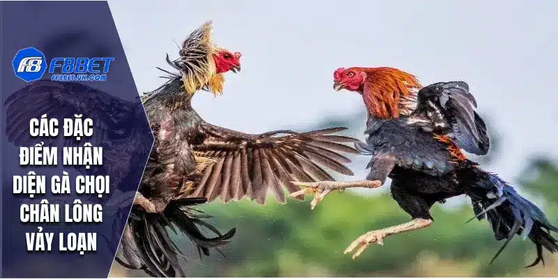 Các đặc điểm nhận diện gà chọi chân lông vảy loạn
