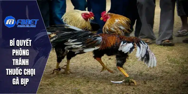 Rủi ro nghiêm trọng khi dùng thuốc chọi gà bịp