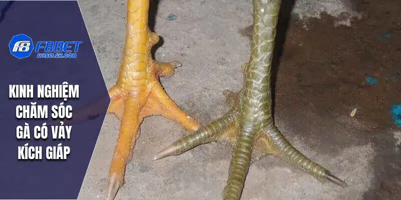 Kinh nghiệm chăm sóc gà có vảy kích giáp