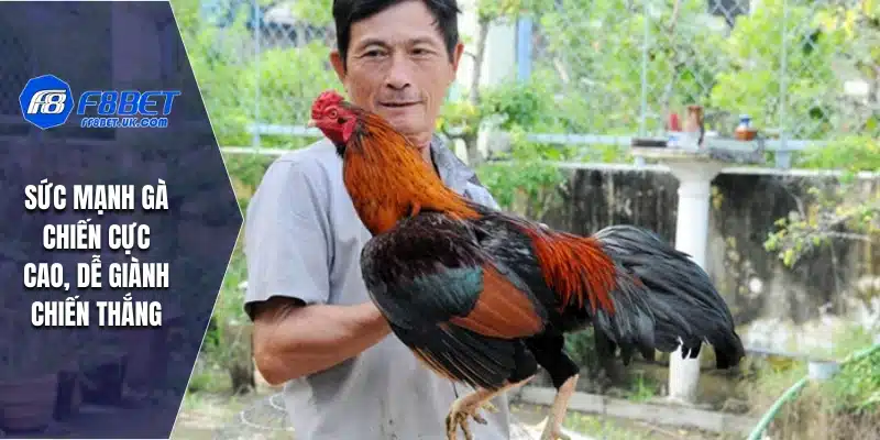 Sức mạnh gà chiến cực cao, dễ giành chiến thắng