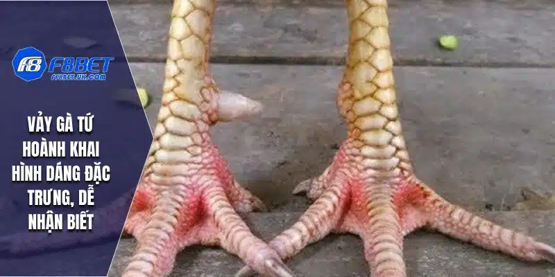 Vảy gà Tứ Hoành Khai hình dáng đặc trưng, dễ nhận biết